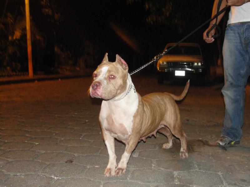 chellen | American Pit Bull Terrier 