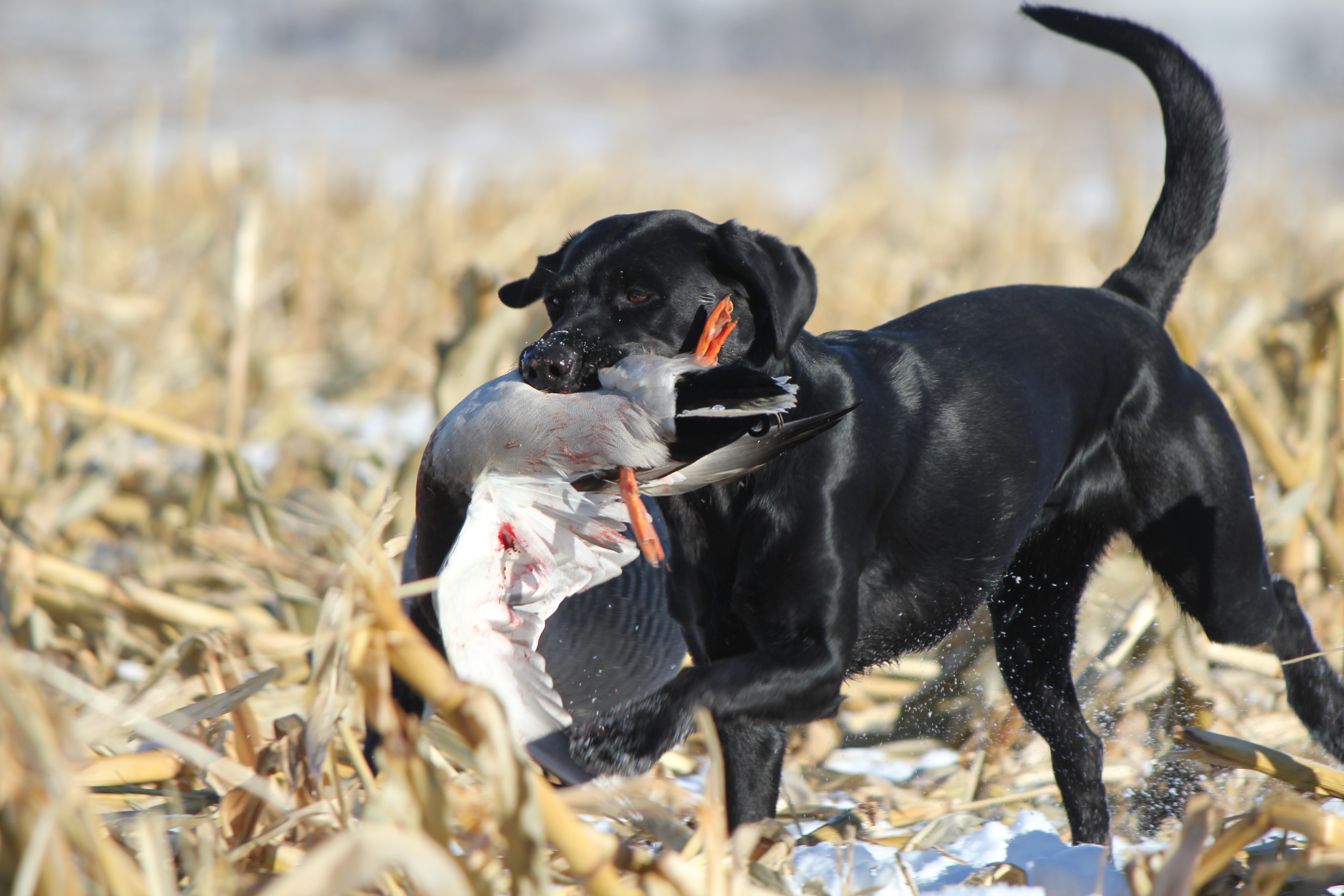 Biermann's Trap Queen Yeah Baby Echo SH JH | Black Labrador Retriver