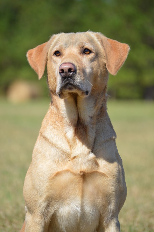 Dynamic's Prince Rio MH | Yellow Labrador Retriver