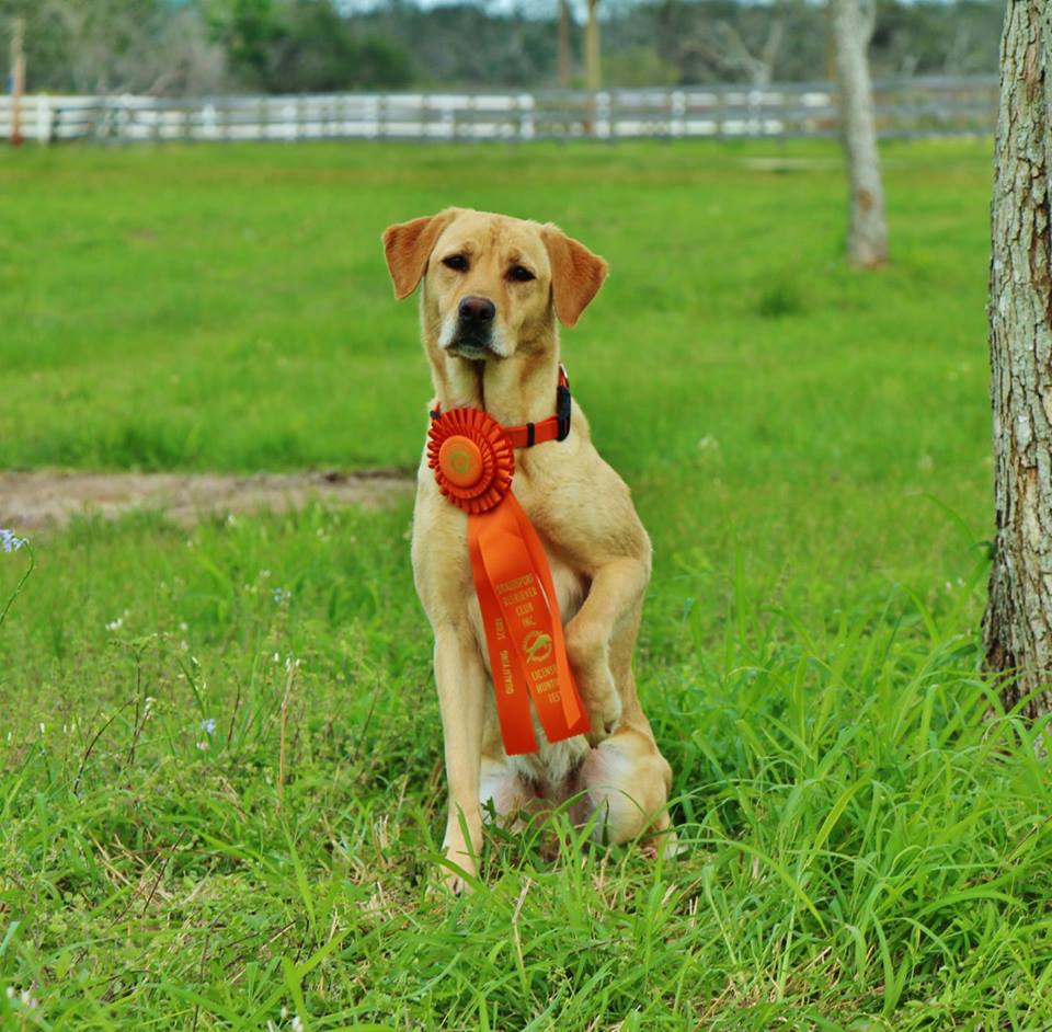 Romeo's Dynamic Award MH | Yellow Labrador Retriver