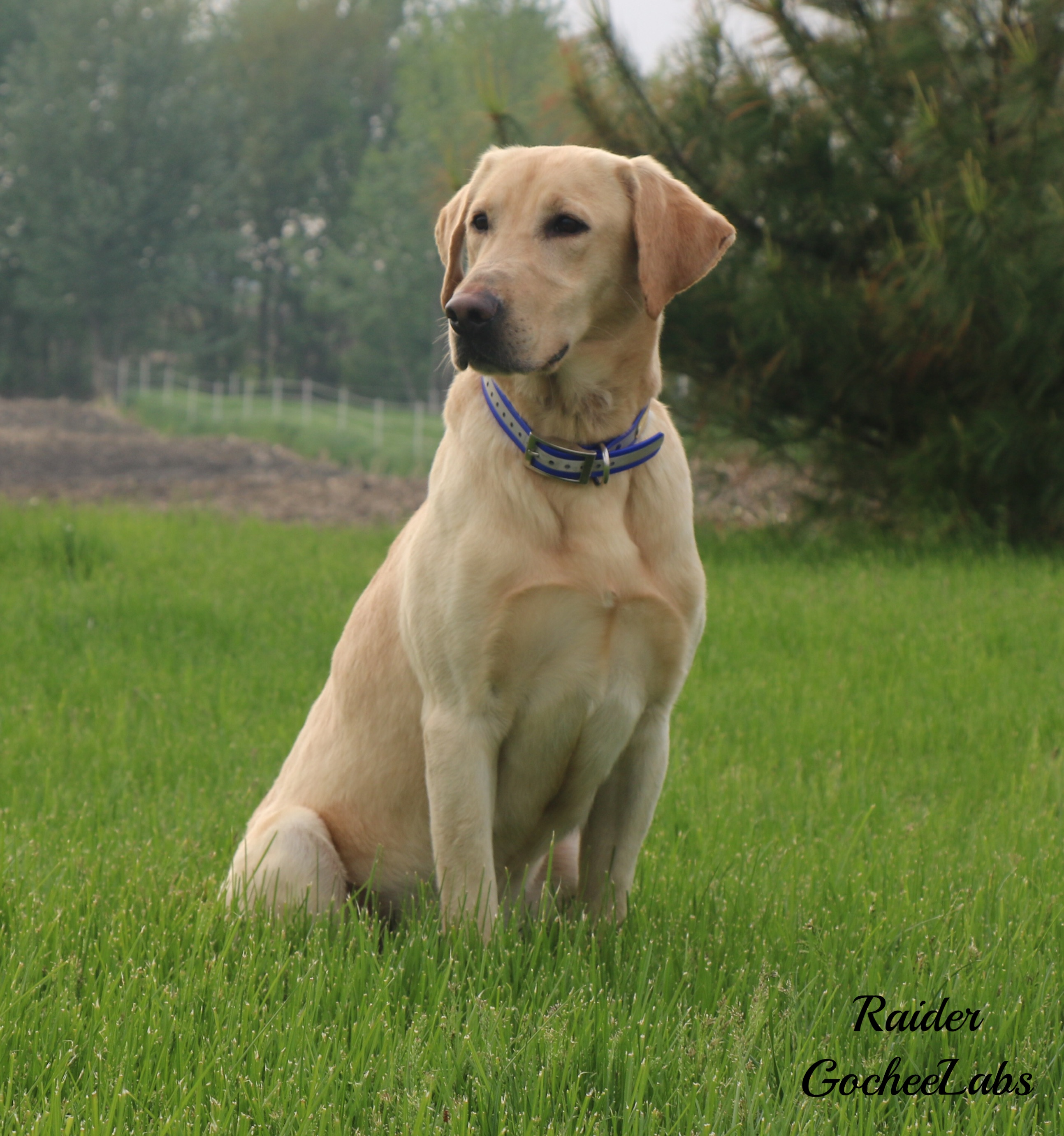 NatCH Gochee's Super Raider USJ DS CGC | Yellow Labrador Retriver