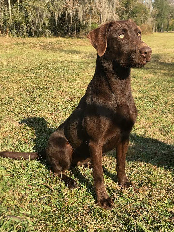 Prairie States Honkytonk Heartbreaker | UNKN Labrador Retriver