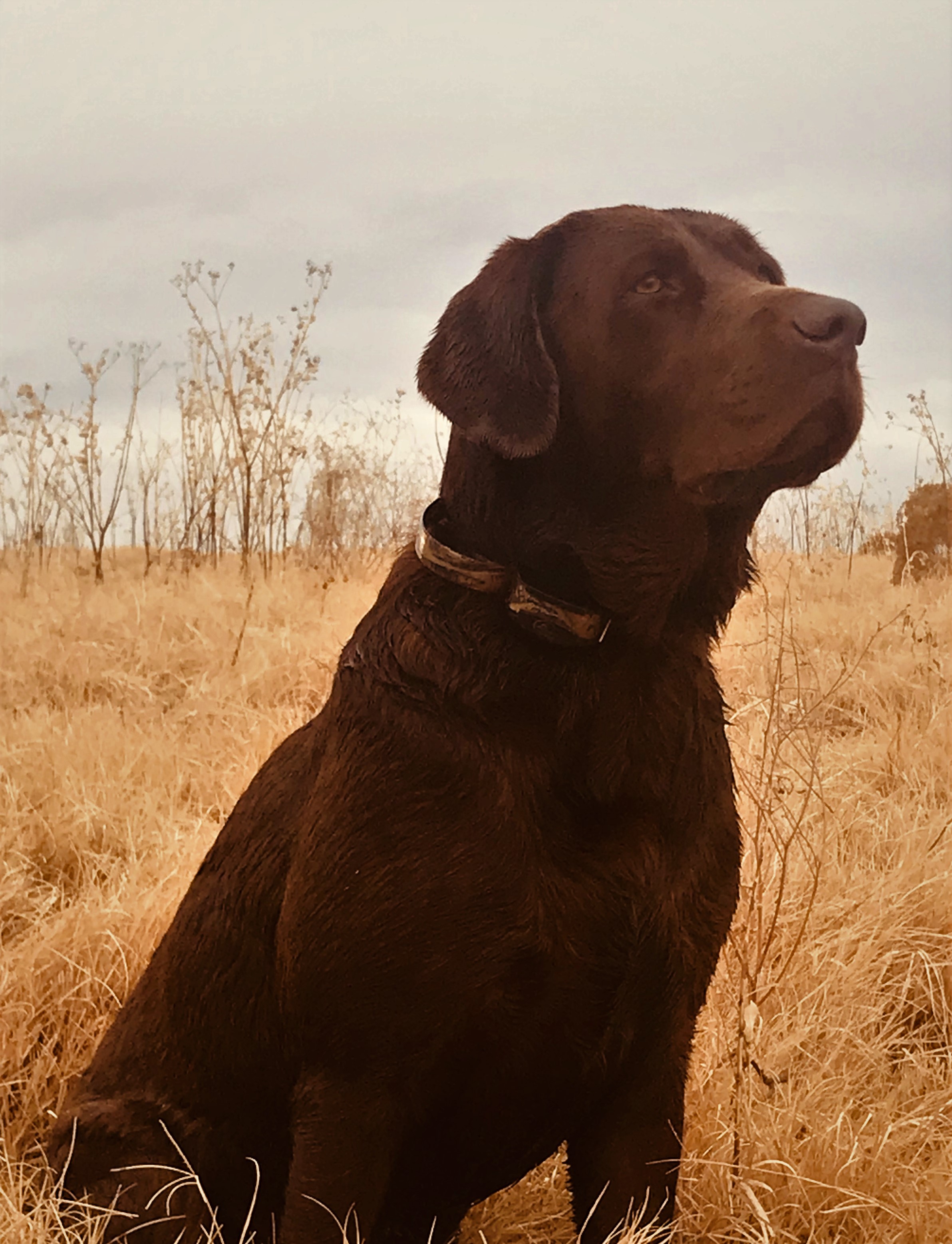 Kg's Brown Feathered Bullet | Chocolate Labrador Retriver