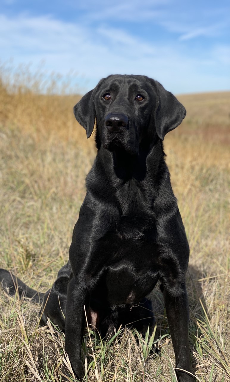 GRHRCH Apex Football Star MH QAA | Black Labrador Retriver