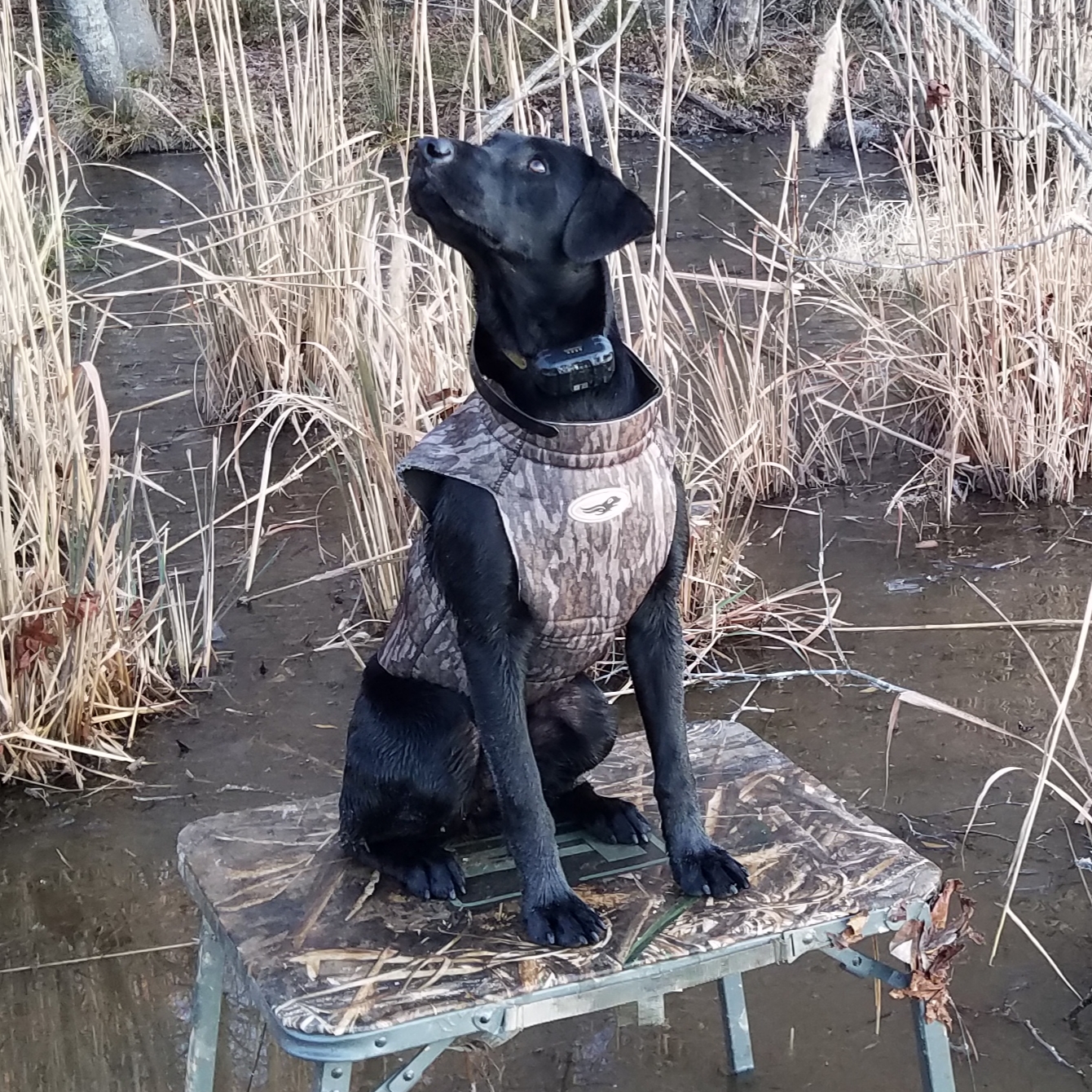 Duke's High Class Lady JH | Black Labrador Retriver