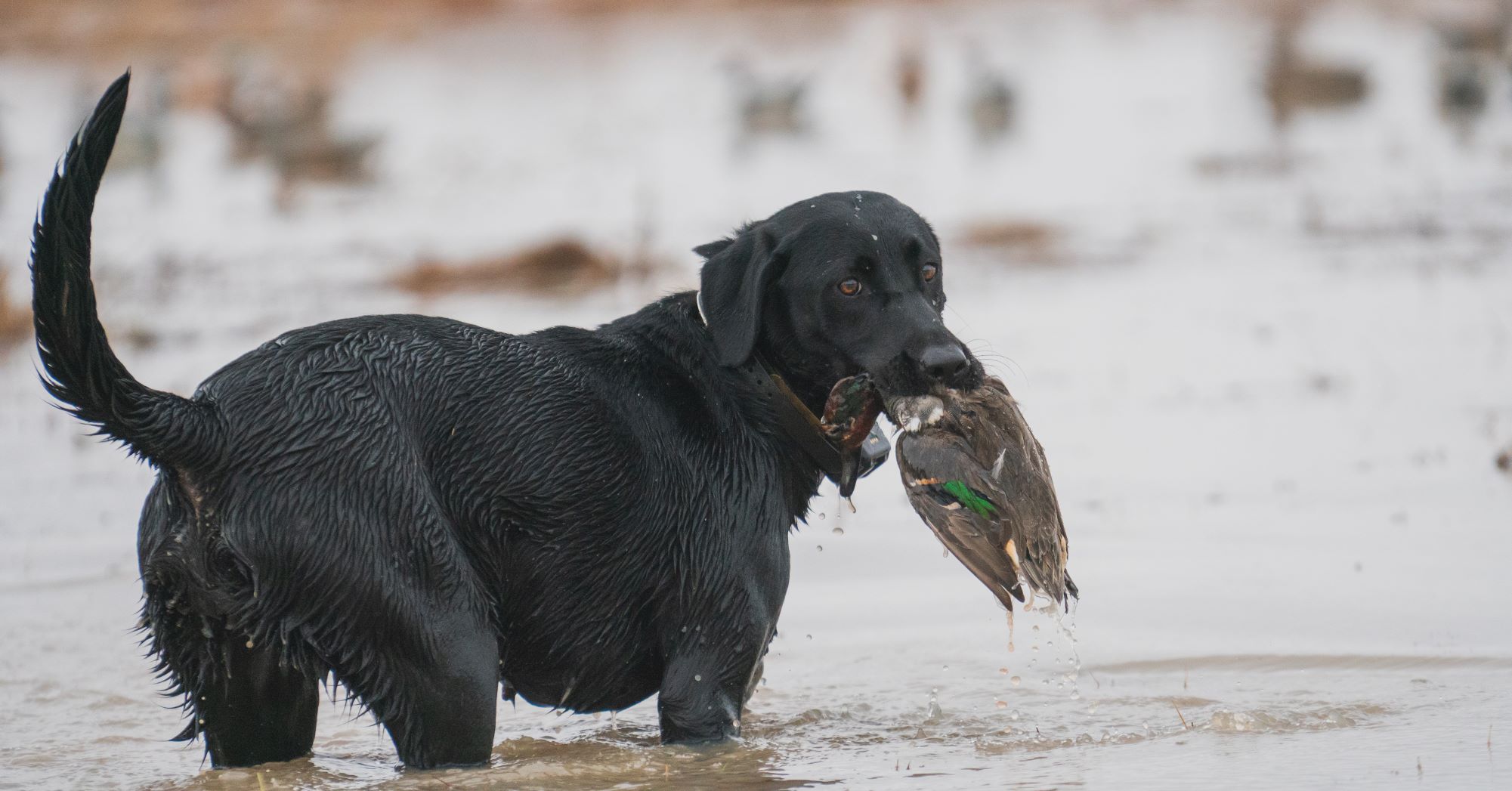 Duke's High Class Lady JH | Black Labrador Retriver