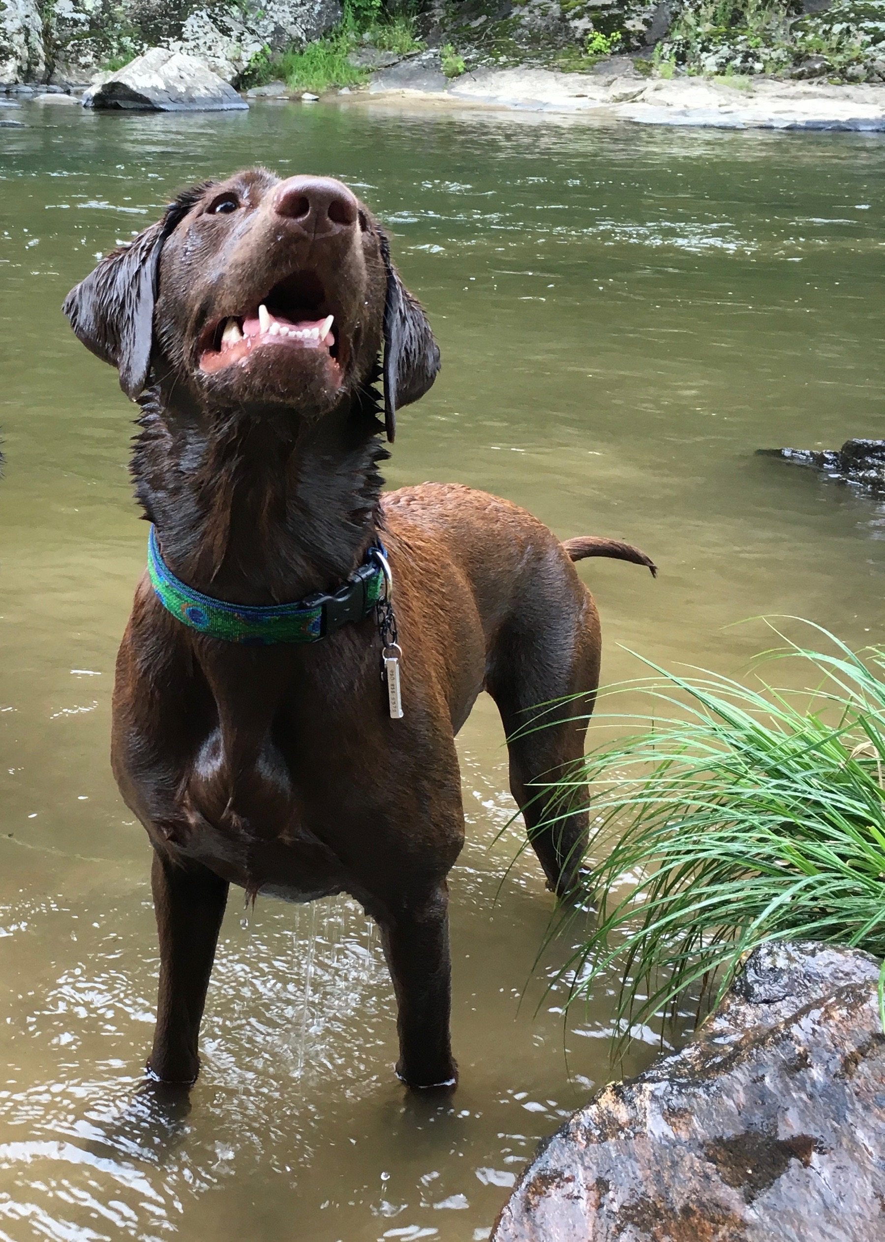 Kay's Chocolate Malted Caribou | Chocolate Labrador Retriver