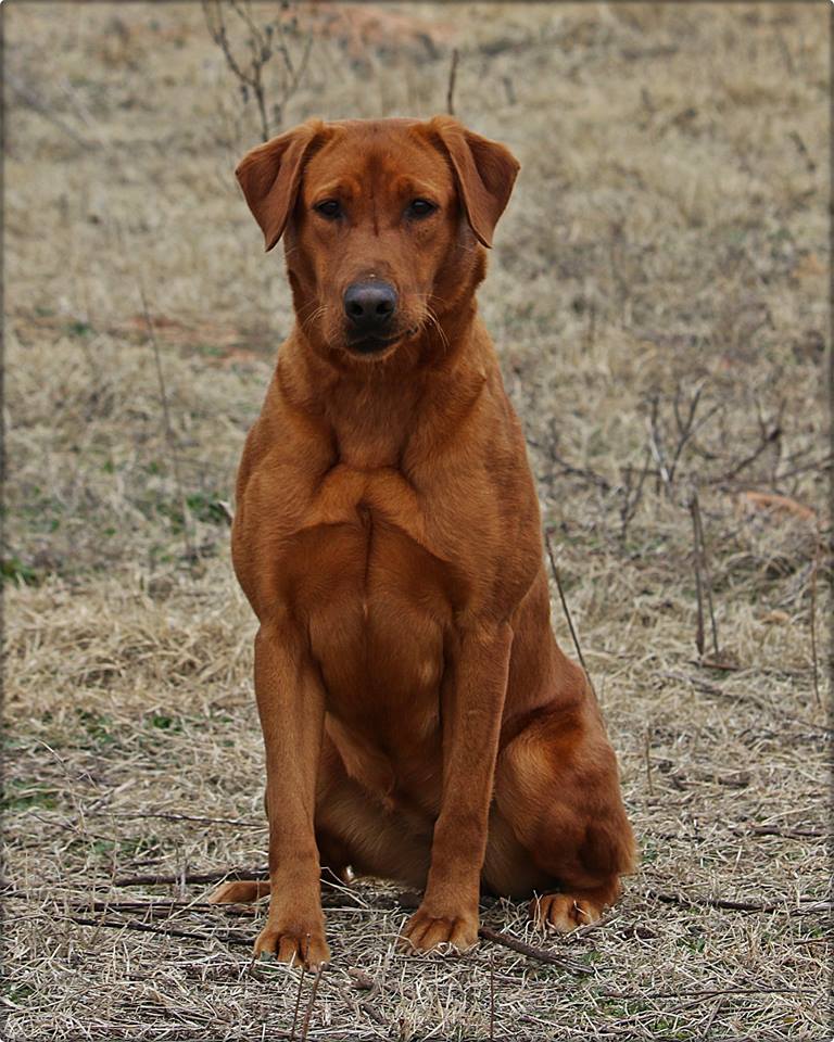 SHR Perryman's Southern Red Belle DS | Yellow Labrador Retriver