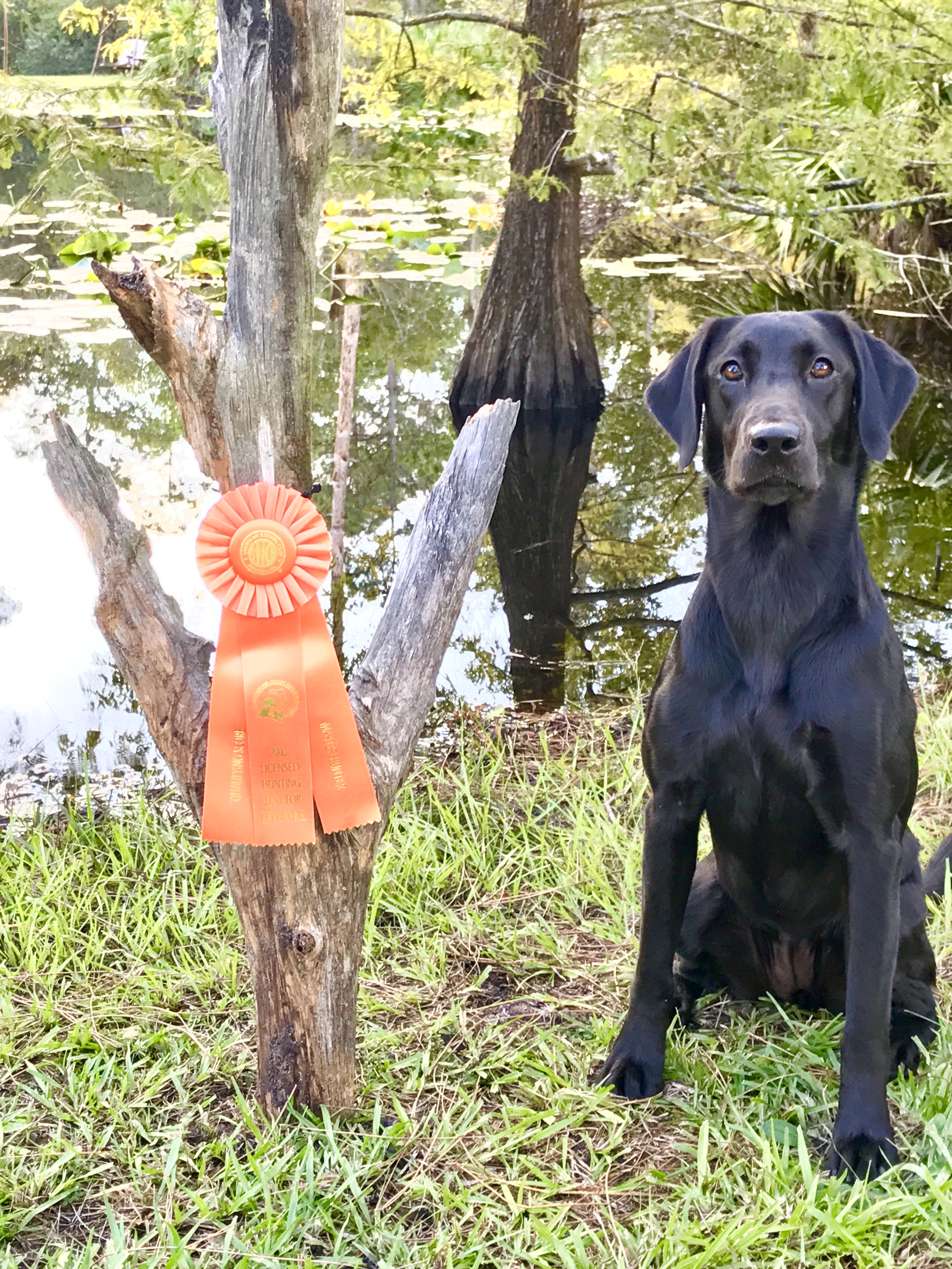 Southern Breezes Good Idea MH QAA | Black Labrador Retriver