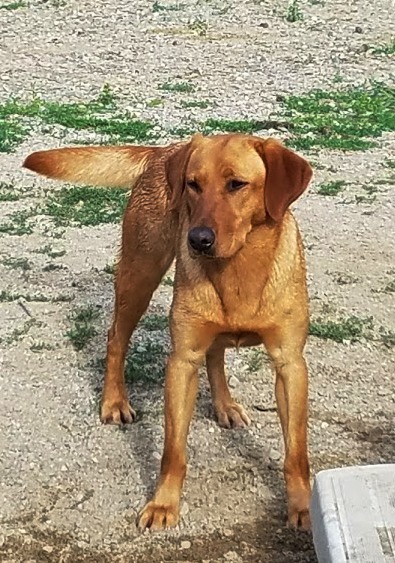 Torgs Starfire Red Pearl | Yellow Labrador Retriver