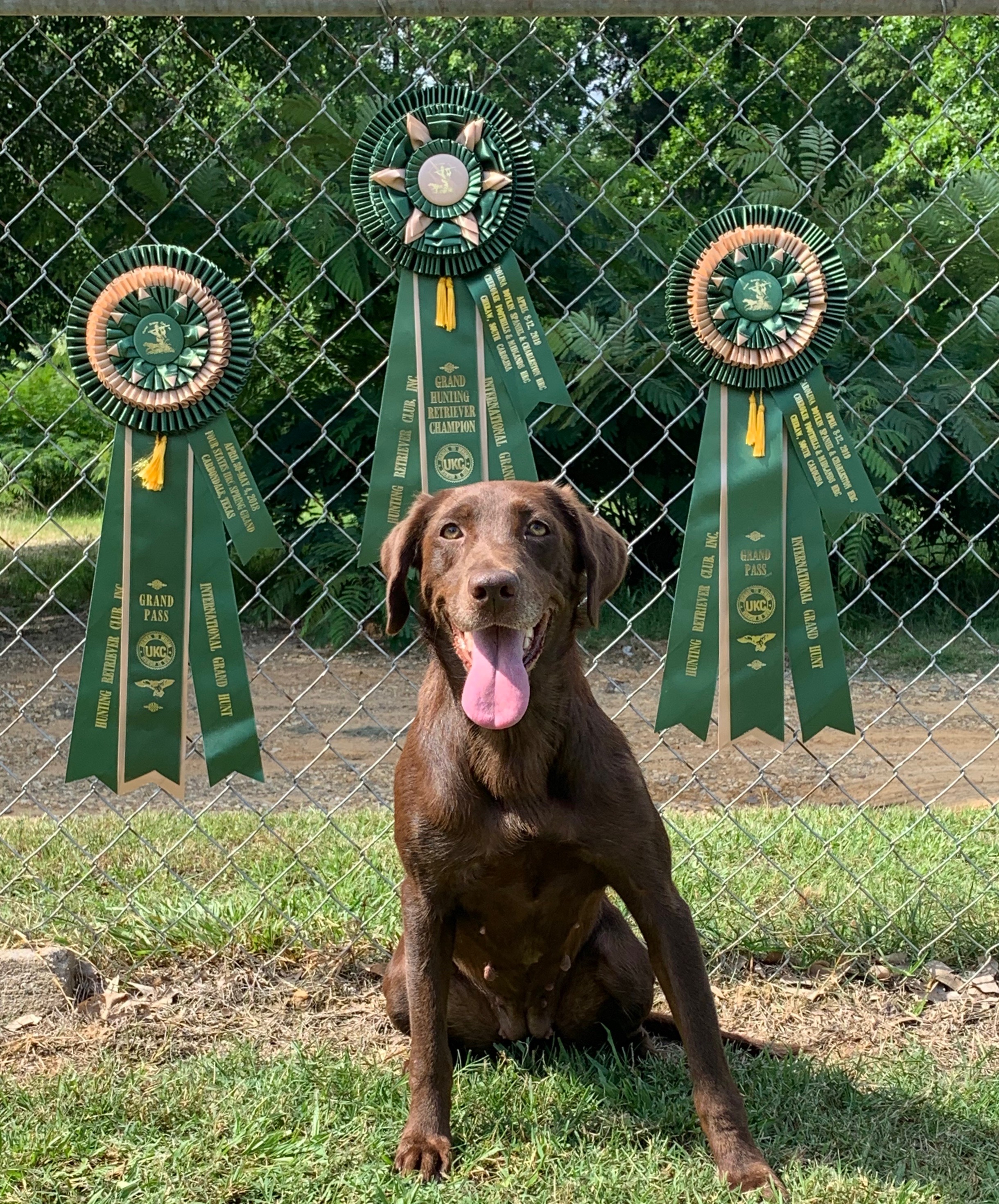 GRHRCH  Mylee's High Rollin Ally MH | Chocolate Labrador Retriver