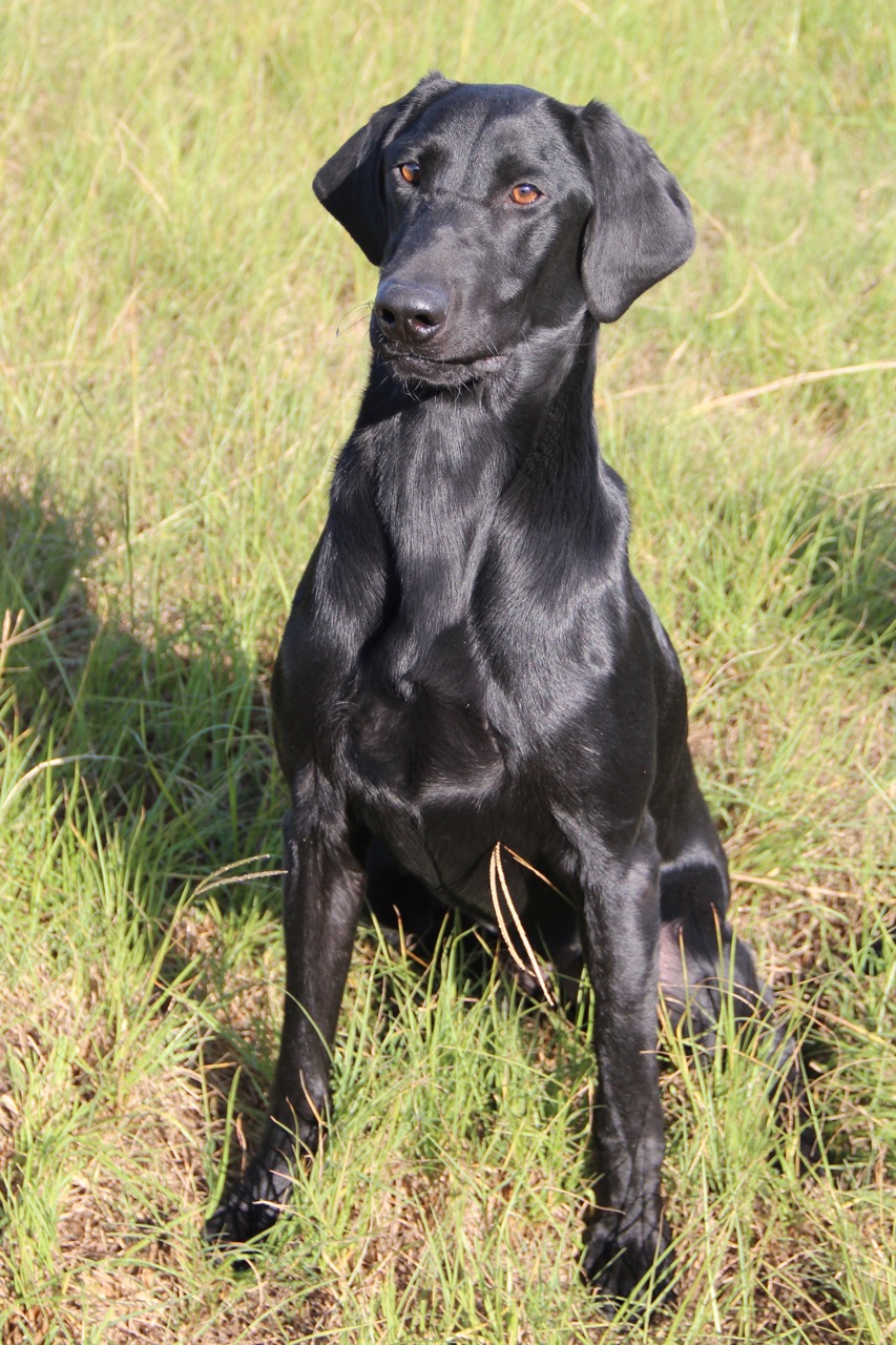 HRCH Patton's Lil Hell Cat MH | Black Labrador Retriver