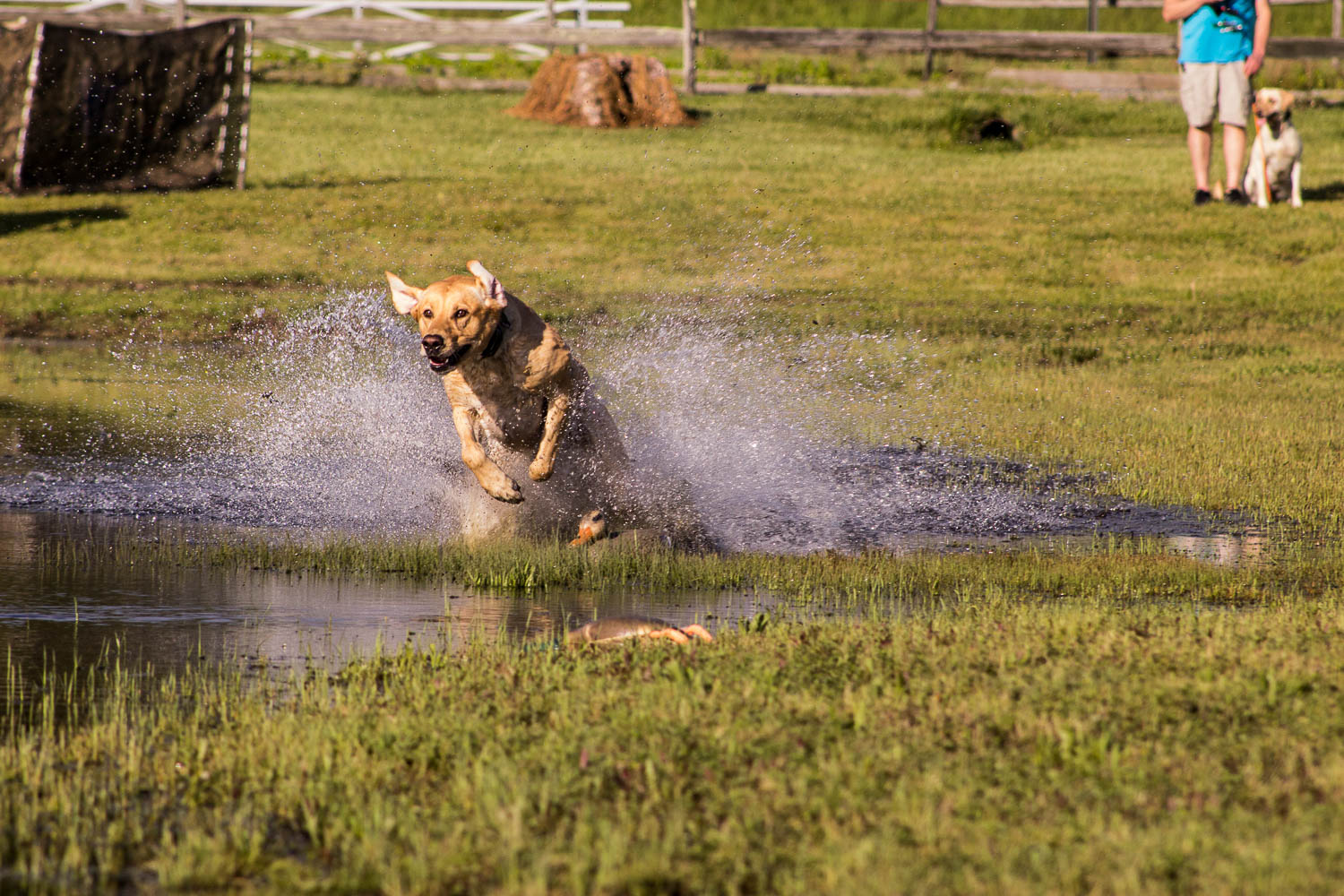 Bella Hope Of Glenn Farm JH | Yellow Labrador Retriver