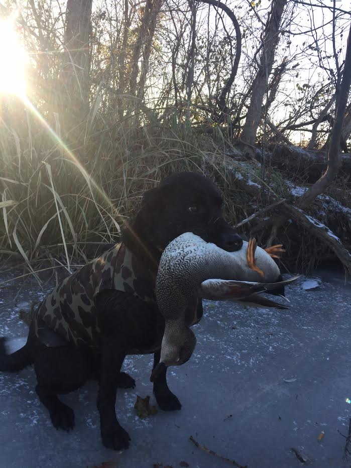 HRCH UH Canteen's Brite Little Boo Hoo | Black Labrador Retriver