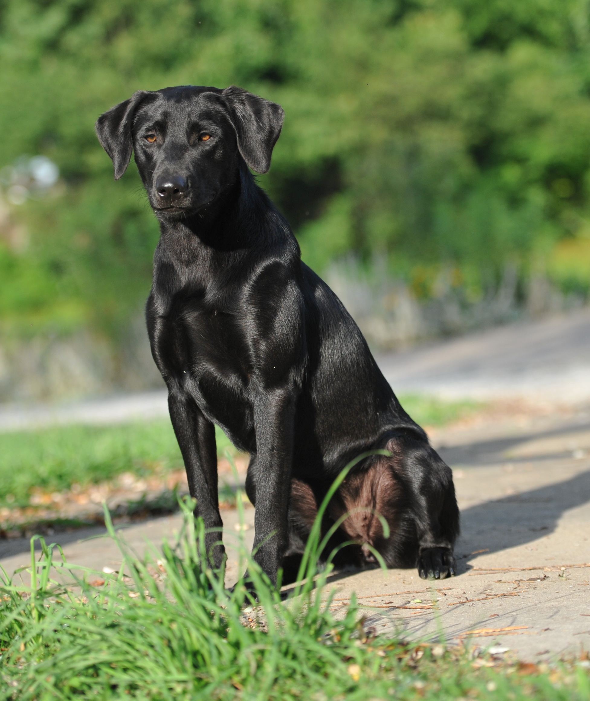 Ironweed She's A Firecracker MH OA  XAJ XAF CGC TKN AD WC | Black Labrador Retriver