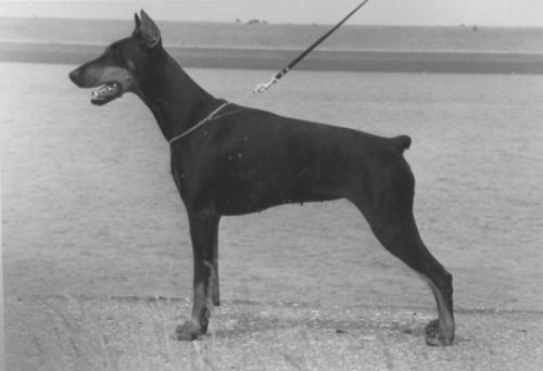 Hertogin Endy v. Le Dobry | Black Doberman Pinscher