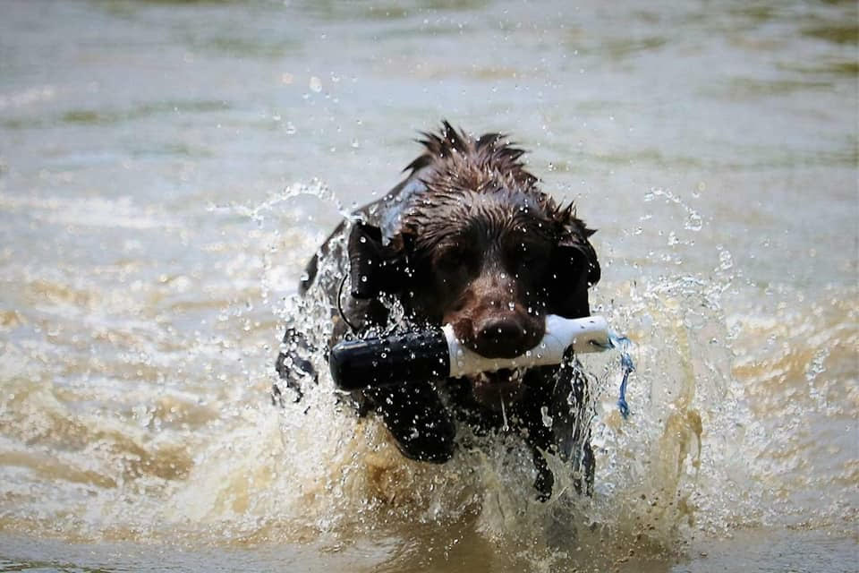 GRCHSD Blue Clay's Get A Grip | Chocolate Labrador Retriver