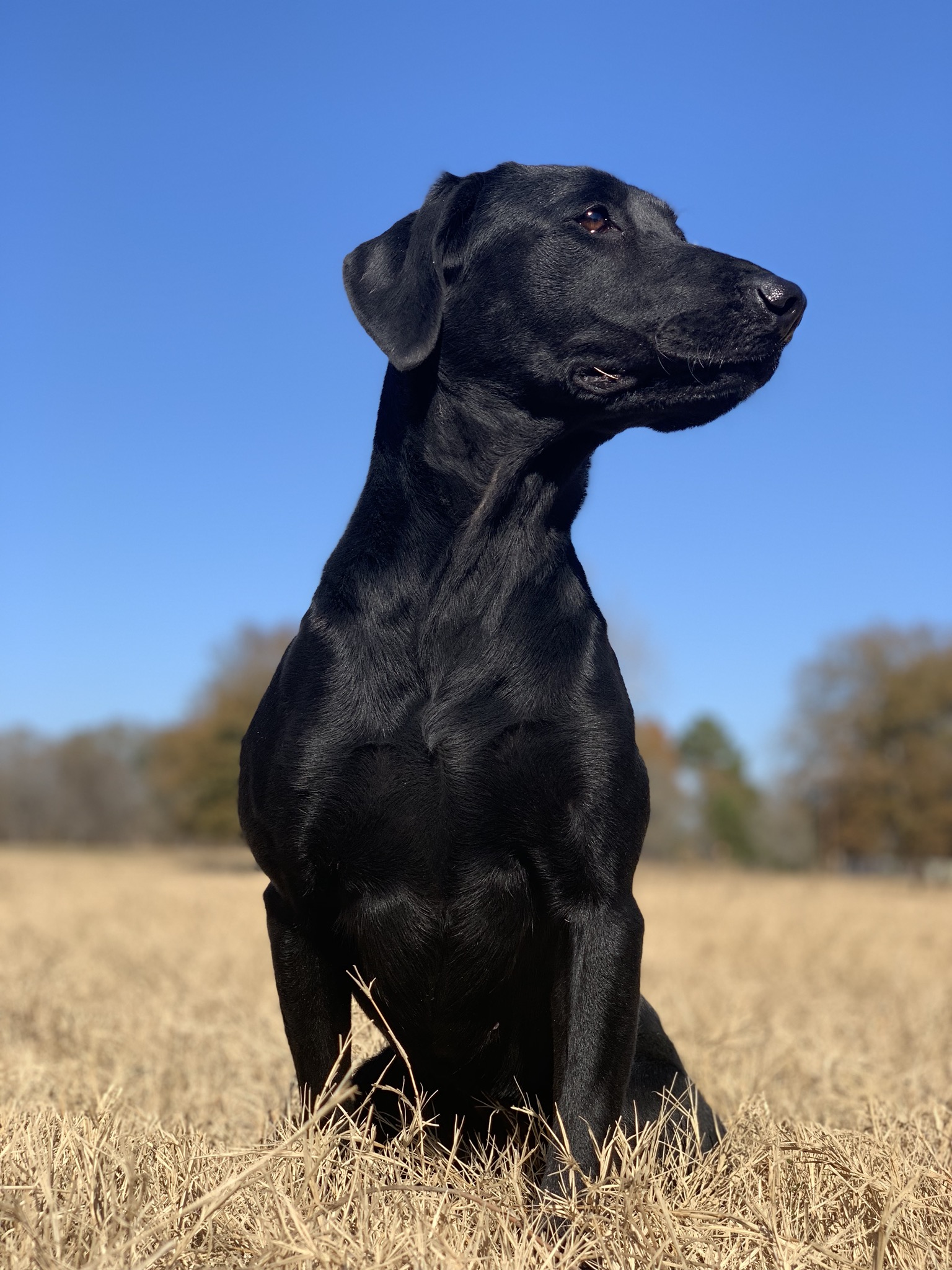 Fullgrown & A Pistol In Each Hand | Black Labrador Retriver