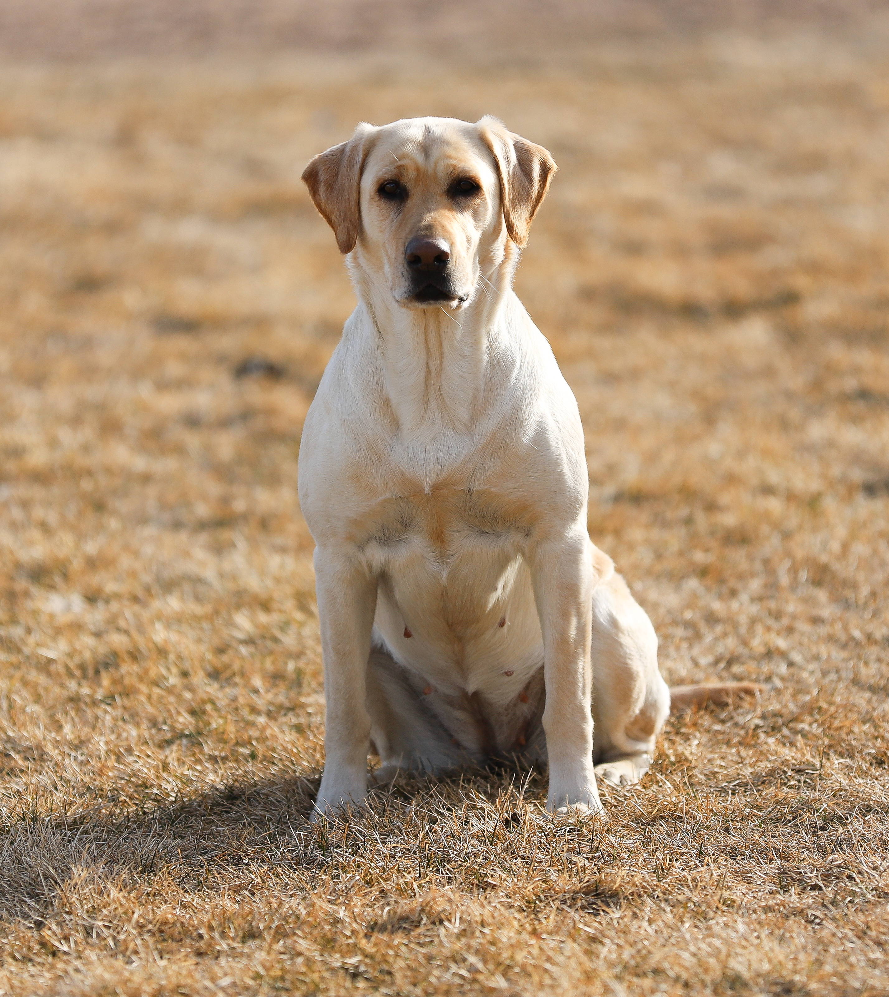 HRCH UH MPR HPK Havre De Grace MH | Yellow Labrador Retriver