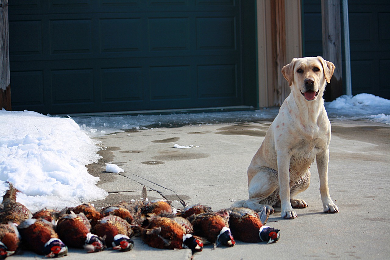 HRCH UH MPR HPK Havre De Grace MH | Yellow Labrador Retriver