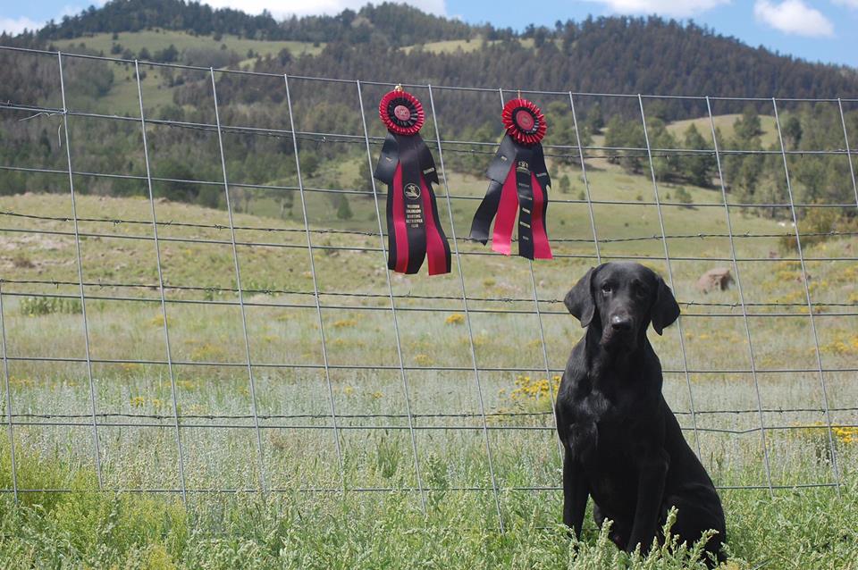 HRCH Trigger's Hurricane Branded Man | Black Labrador Retriver