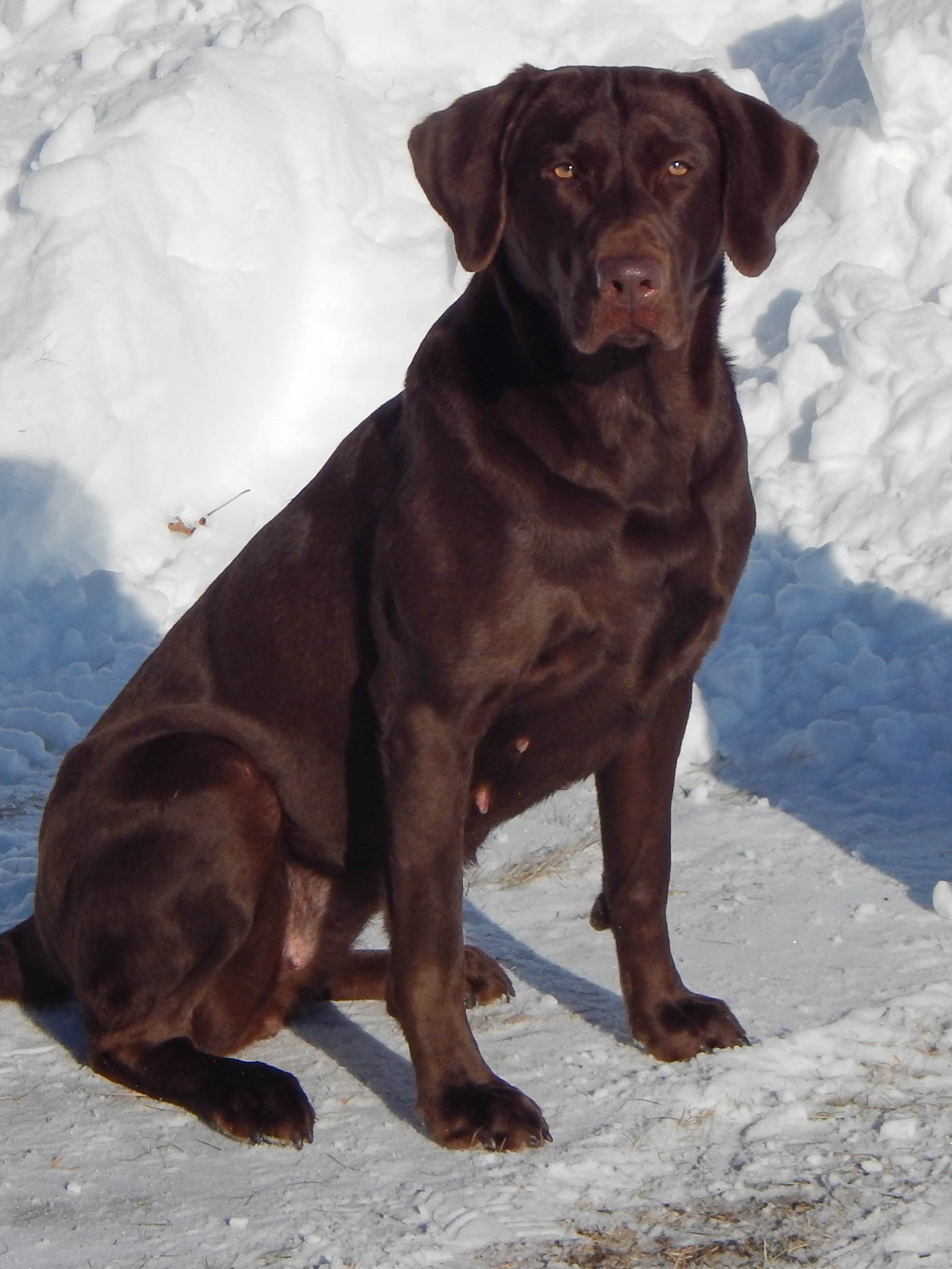 Birddog's Goodtime Deja Vu | Chocolate Labrador Retriver