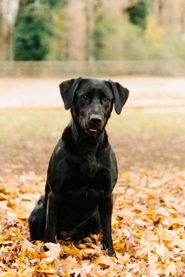 Ducktowns Sheaza Tomboy | Black Labrador Retriver