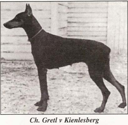 Gretl v. Kienlesberg | Black Doberman Pinscher