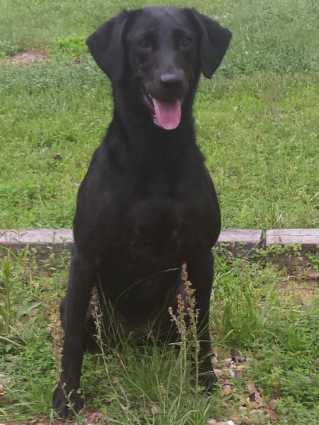 HRCH Cypress Point Rajun Ravan | Black Labrador Retriver