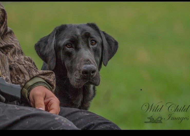 HRCH Bayou Teche Sunrise Sadie MH | Black Labrador Retriver