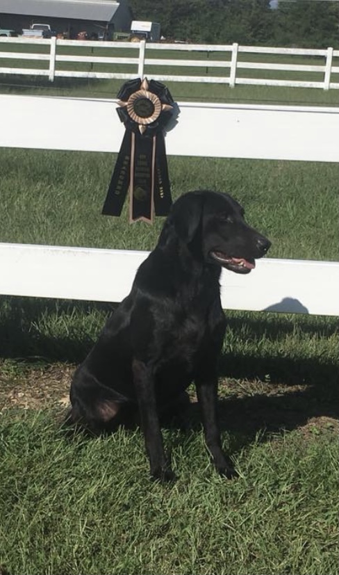 HR Breeze Hill's Show Stopper | Black Labrador Retriver