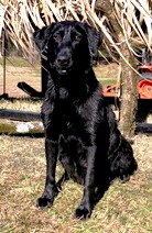 Moccasin Creek's Texas Lottie | Black Labrador Retriver