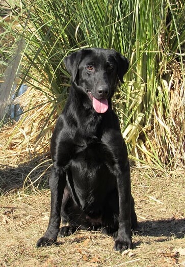 Moccasin Creek's Black River | Black Labrador Retriver