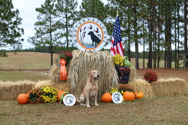 HRCH Brody Cooper Oakridge Fender MH MNH | Yellow Labrador Retriver