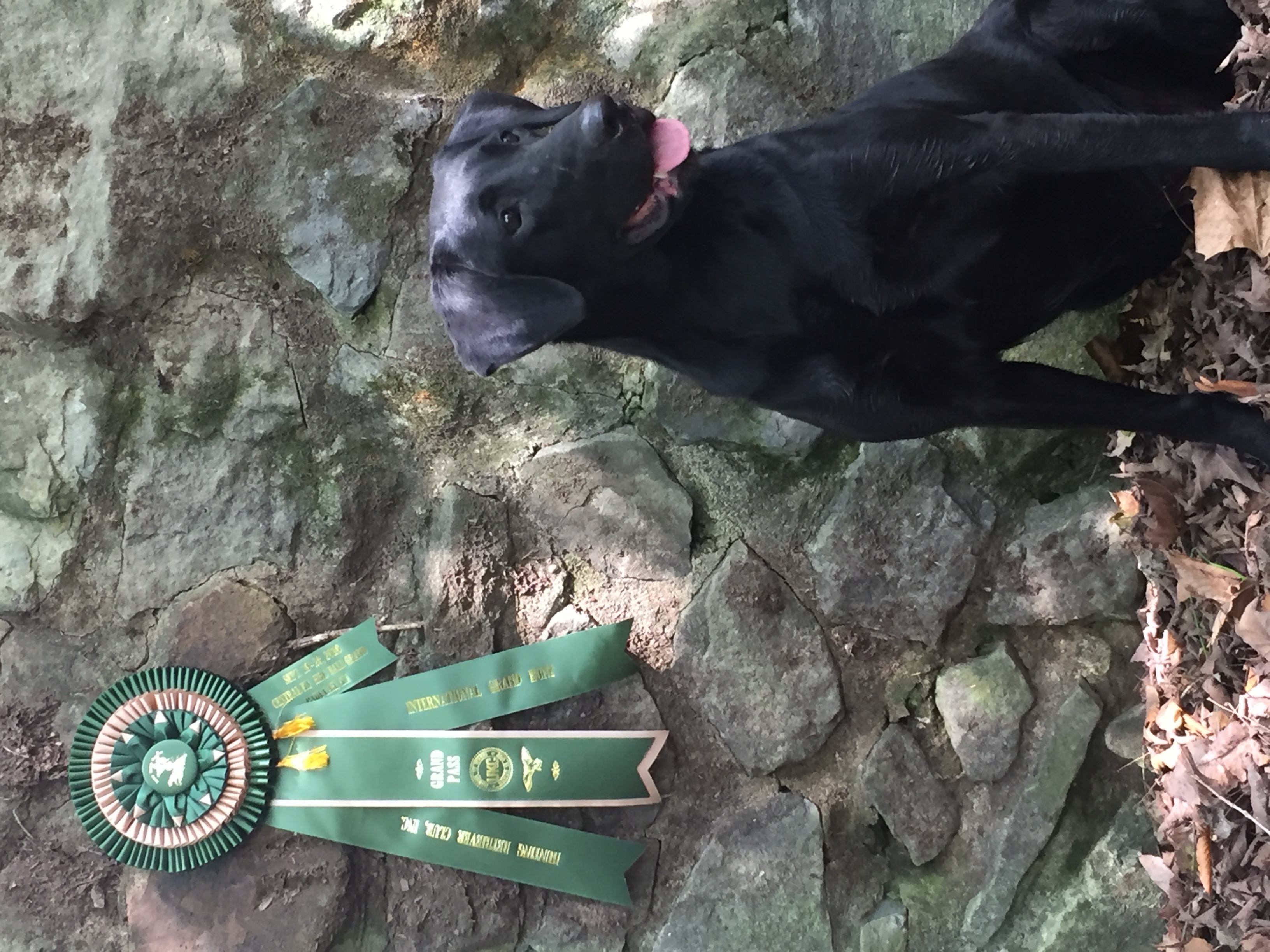 GRHRCH Mallard Run's Ready To Rock MH | Black Labrador Retriver