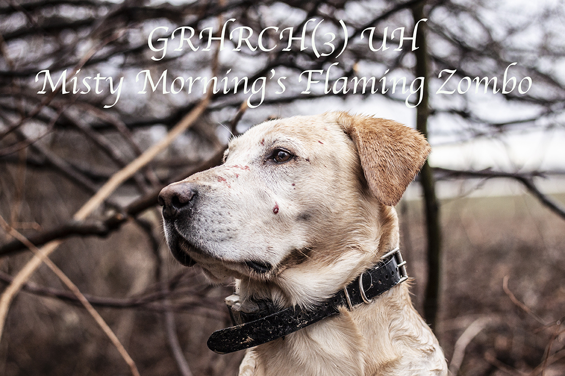 GRHRCH(7) UH Misty Morning Flaming Zombo HOF MH | Yellow Labrador Retriver