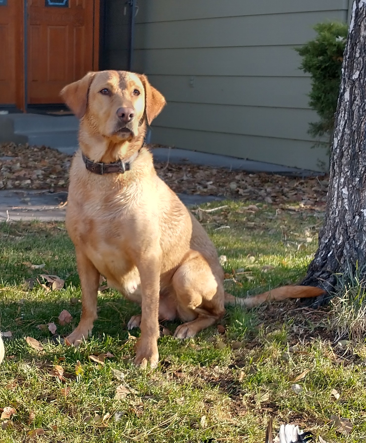 Pfeiffer's Midnight Outlaw Josie Tails | Yellow Labrador Retriver