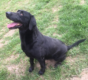 Wagnon Mountain's Annie | Black Labrador Retriver