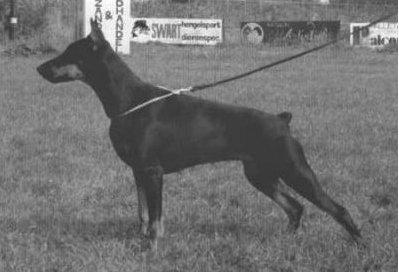 Hertogin Mariss v. Le Dobry | Black Doberman Pinscher