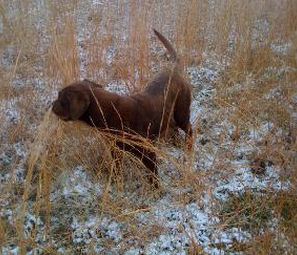 Wagnon Mountain's Maggie | Chocolate Labrador Retriver