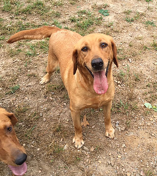 Wagnon Mountain's Pumpkin | Yellow Labrador Retriver