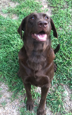 Pride Of Dixie Allie | Chocolate Labrador Retriver