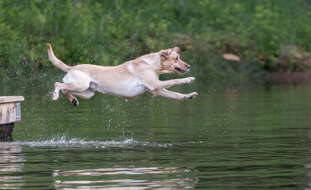 Pride Of Dixie Gunner | Yellow Labrador Retriver