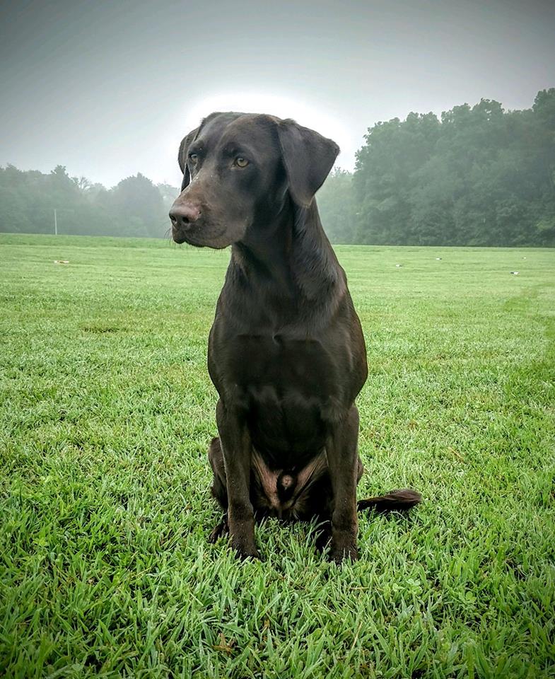 HRCH HR Whitewood's Black Ice Strong With The Force He Is | Chocolate Labrador Retriver