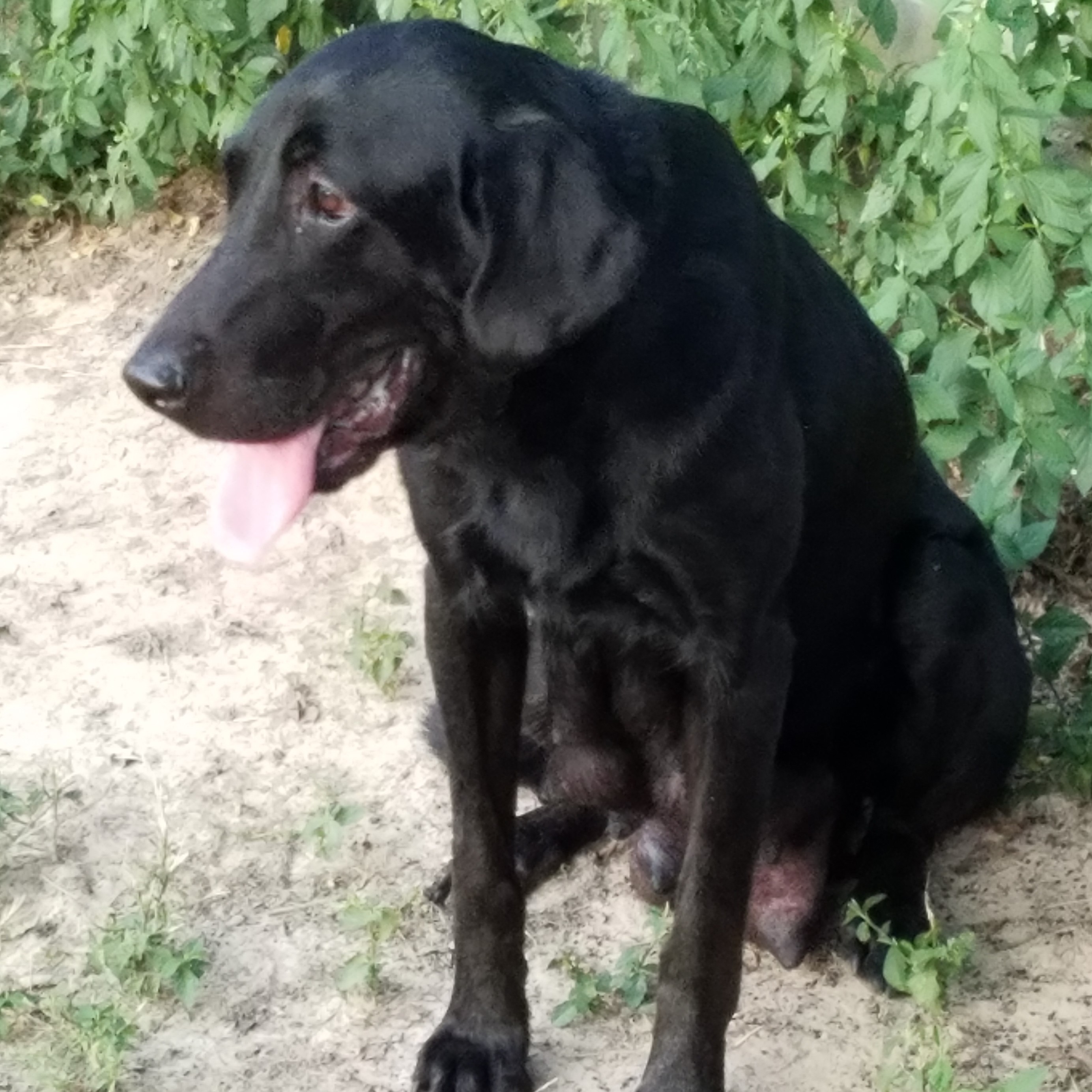 HR OF Mammas Little Gem Of Tenmor | Black Labrador Retriver
