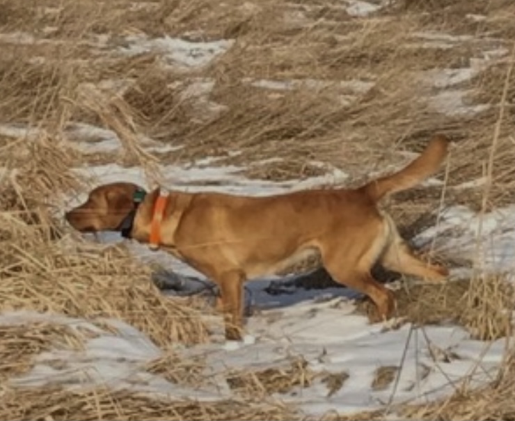 Fastimes Follow The Piper JH | Yellow Labrador Retriver