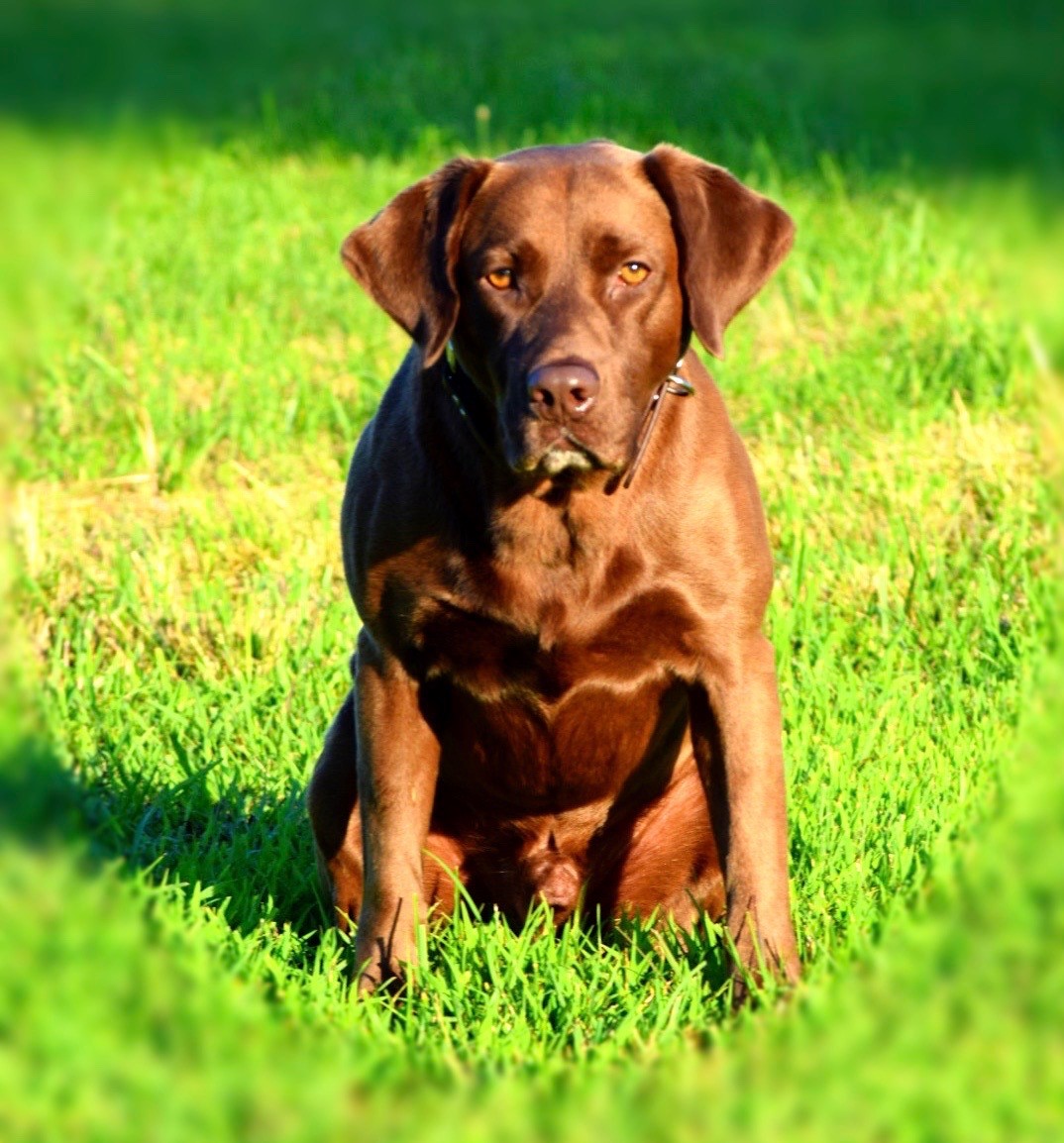 L Storm Hays Eve Rebel MH | Chocolate Labrador Retriver