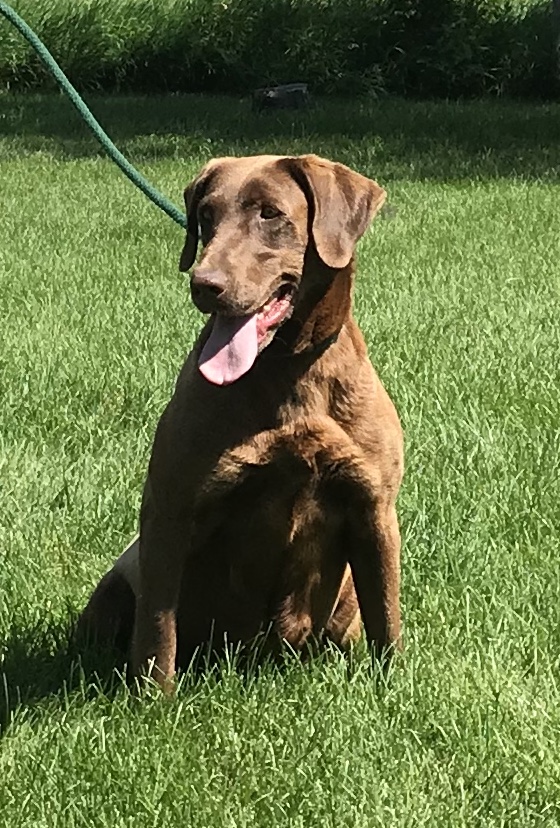 Johnsonlabs spice girl | Chocolate Labrador Retriver