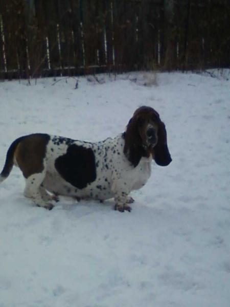 SHERON WHITE | Basset Hound 