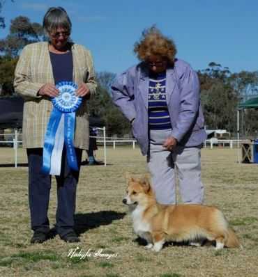 Coondarby Sundancer | Pembroke Welsh Corgi 